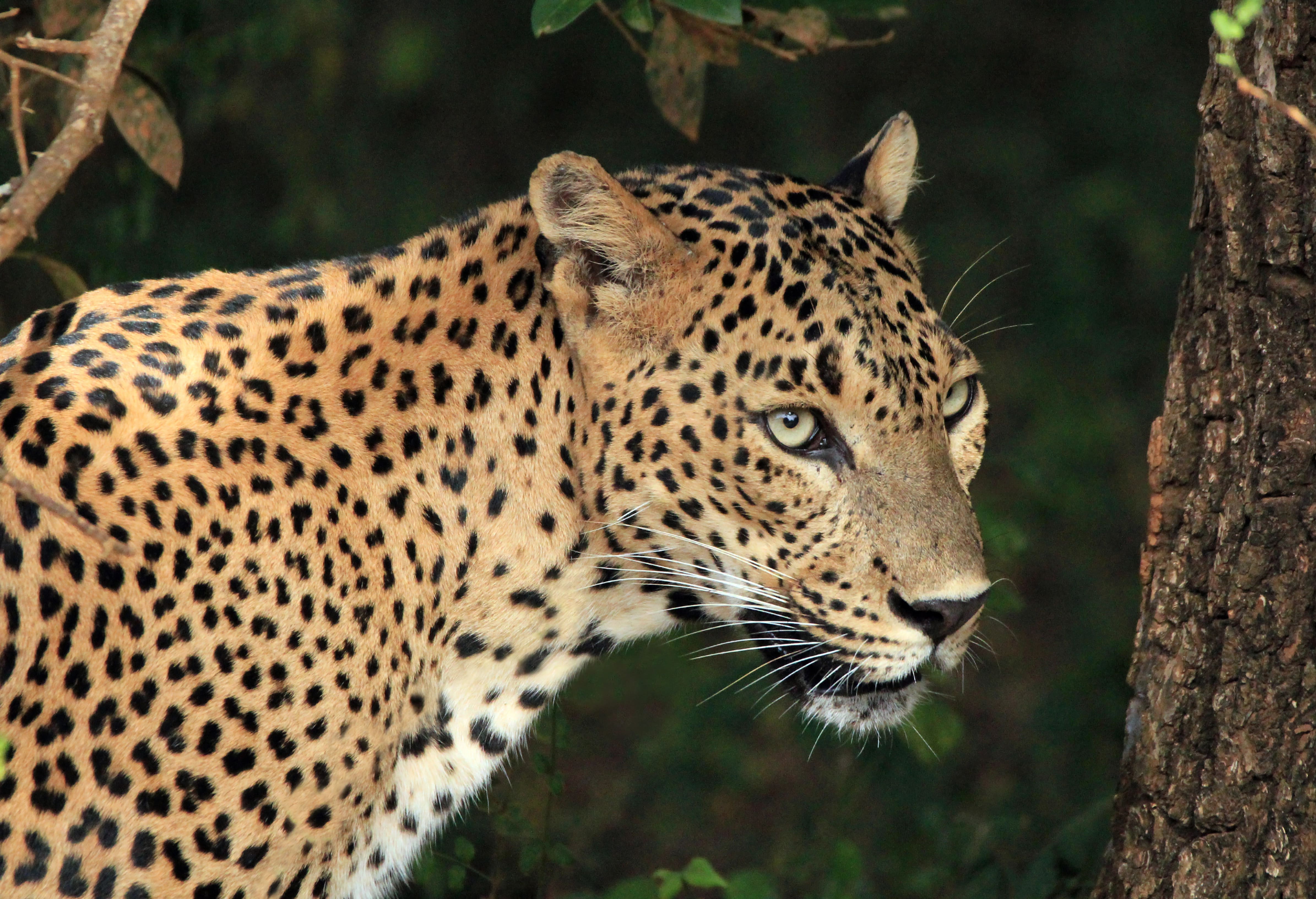 Sri Lanka - safari (1).jpg